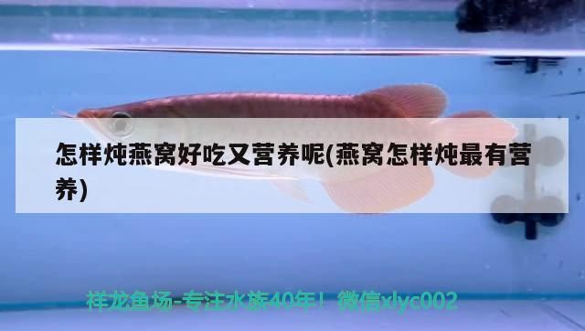 魚缸濾材用多少(魚缸濾材多少錢一斤)