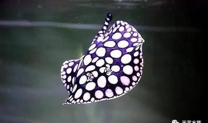 魟魚下鹽好處：關(guān)于魟魚下鹽的好處，主要有以下幾個方面