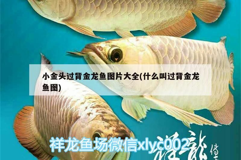 小金頭過(guò)背金龍魚圖片大全(什么叫過(guò)背金龍魚圖)
