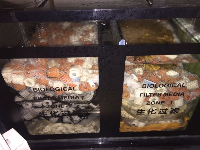 金龍魚(yú)玉石擺件（ 金龍魚(yú)玉石擺件圖片大全）