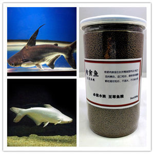 龍魚養殖條件是什么意思：探尋龍魚養殖的奧秘，必備條件全解析