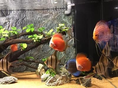 龍魚養殖技術方法圖解大全：龍魚養殖技術方法圖解，開啟水族養殖的瑰麗之旅