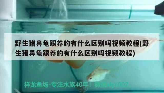豬鼻龜人工繁殖和野生的區(qū)別：豬鼻龜人工繁殖和野生的區(qū)別在哪里