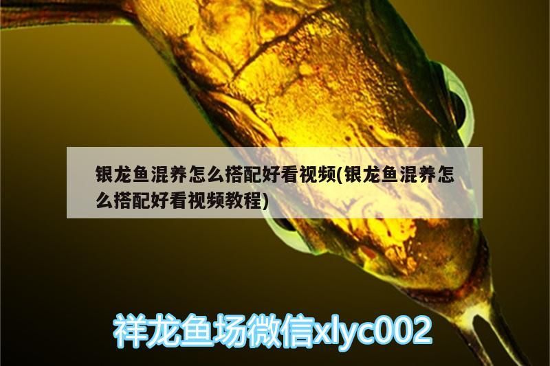 銀龍魚混養怎么搭配好看視頻(銀龍魚混養怎么搭配好看視頻教程)