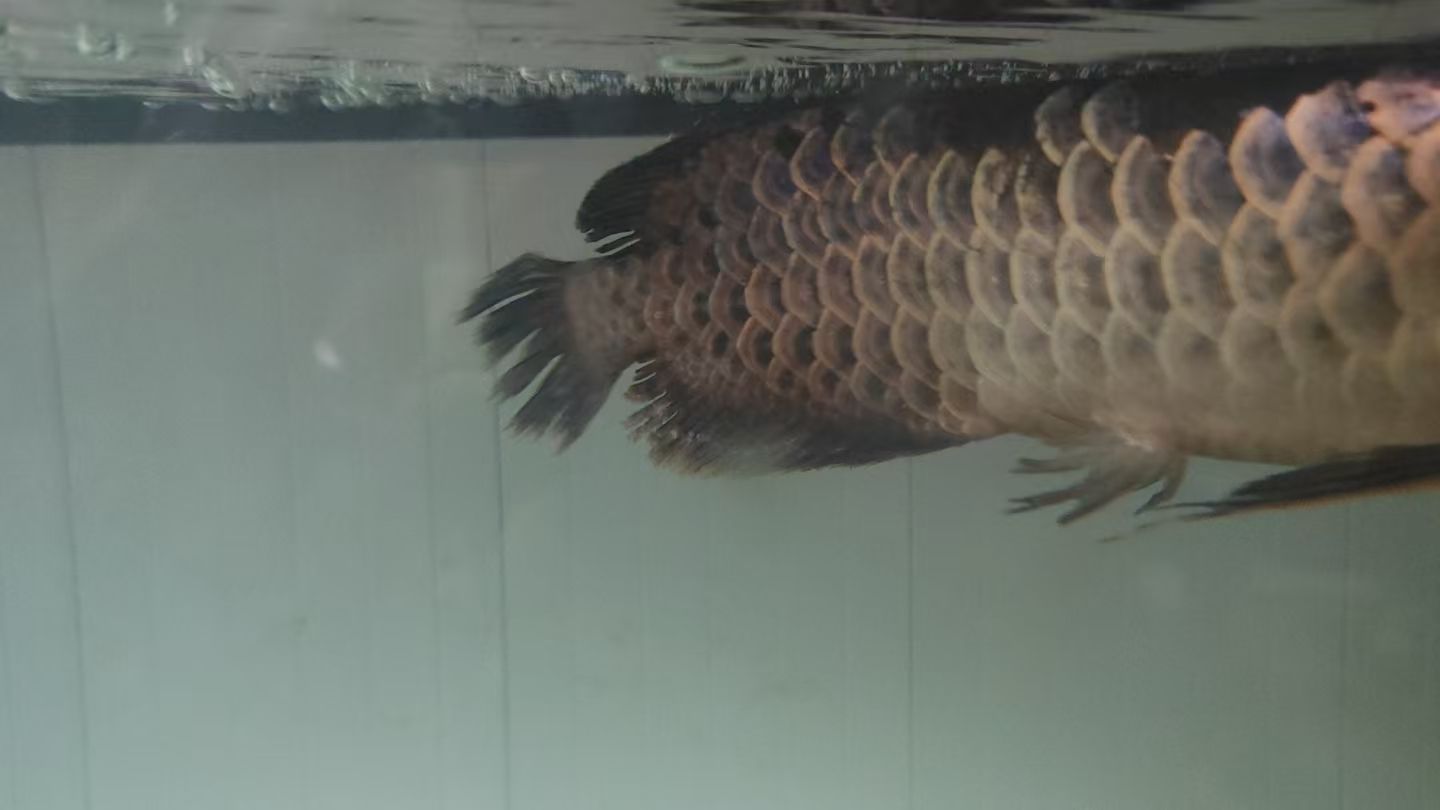 兄弟姐妹麻煩幫我看看我家魚怎么回事謝謝