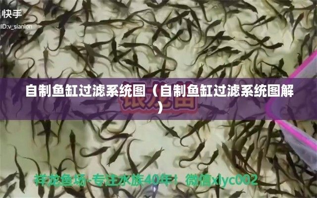 金龍魚和紅龍魚：金龍魚和紅龍魚哪個更適<strong><mark>合作</mark></strong>為觀賞魚