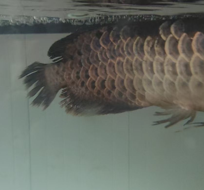 求大神幫我看看我家魚，十分感謝