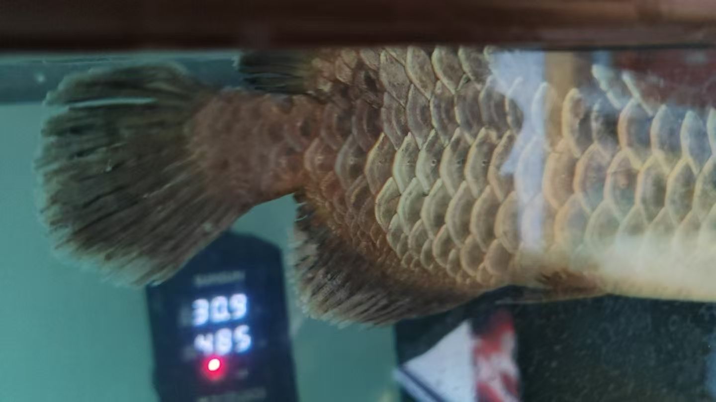 求大神幫我看看我家魚，十分感謝