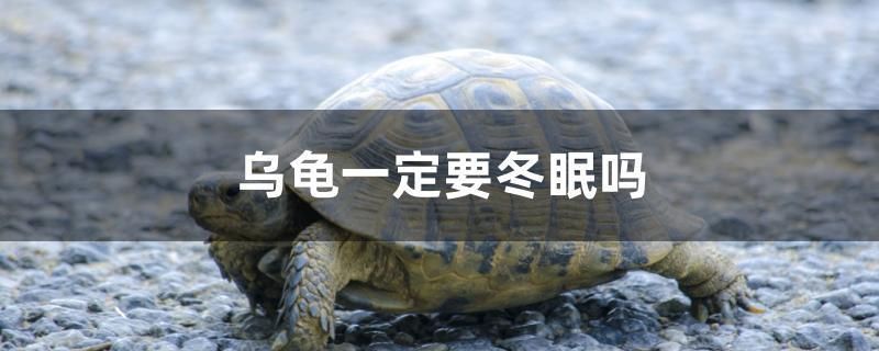 龍魚突然跳缸什么預兆(龍魚跳缸后怎么處理怎么搶救)