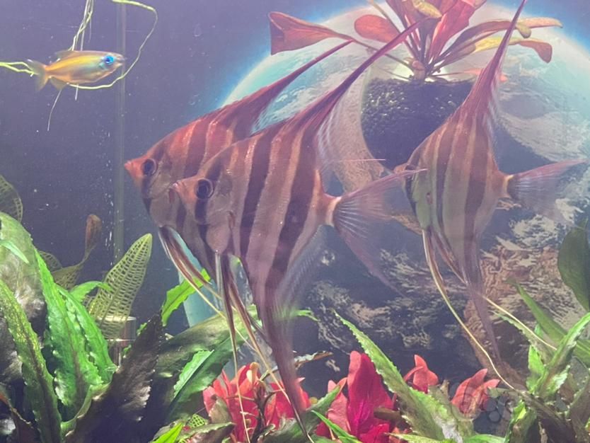 龍魚養(yǎng)幾只好：龍魚養(yǎng)殖，探尋最佳數(shù)量之謎