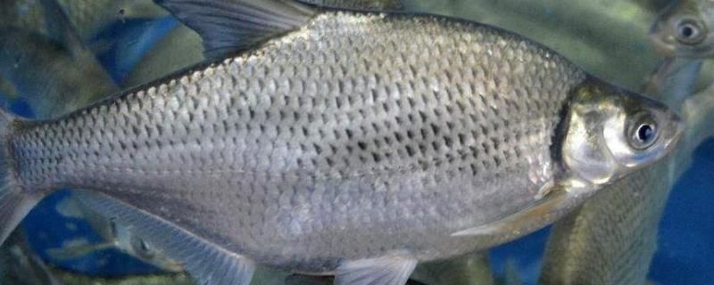 小魟魚一個月能長多大：小魟魚一個月能長多大的具體數值