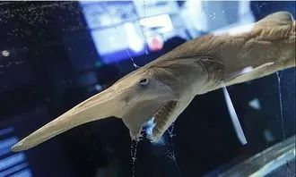 龍魚(yú)養(yǎng)幾條好?養(yǎng)龍有什么講究沒(méi)：龍魚(yú)養(yǎng)殖之?dāng)?shù)量與講究，探尋水下靈韻的奧秘