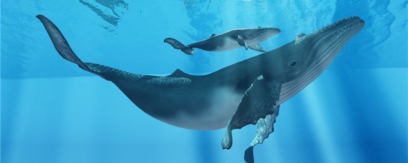 鯨魚和海馬哪個是真正的魚哪個是哺乳動物