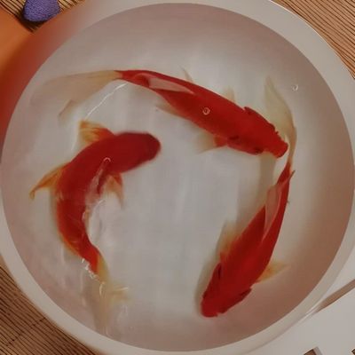 錦鯉最貴的三個顏色(錦鯉價格排行榜) 蝴蝶鯉百科 第2張 錦鯉最貴的三個顏色(錦鯉價格排行榜) 錦鯉最貴的三個顏色(錦鯉價格排行榜) 蝴蝶鯉百科 第2張