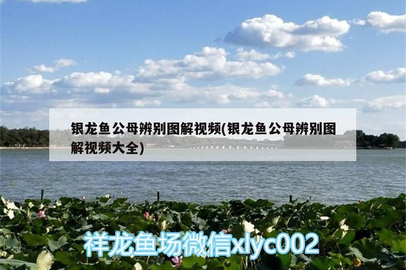 銀龍魚公母辨別圖解視頻(銀龍魚公母辨別圖解視頻大全)