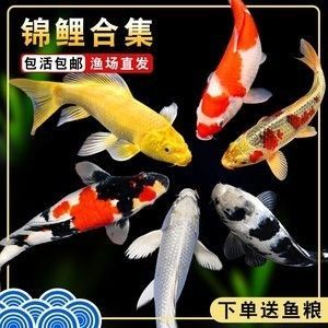 龍鳳鯉魚，龍鳳鯉魚的市場價格