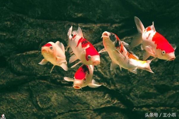 龍鳳鯉魚，龍鳳鯉魚的市場價格