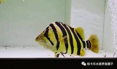 虎魚不吃泥鰍段：虎魚不吃泥鰍段可能有多種原因及解決方案及解決方案