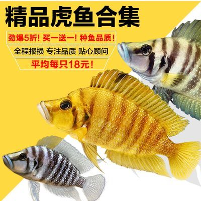虎魚不吃泥鰍段：虎魚不吃泥鰍段可能有多種原因及解決方案及解決方案