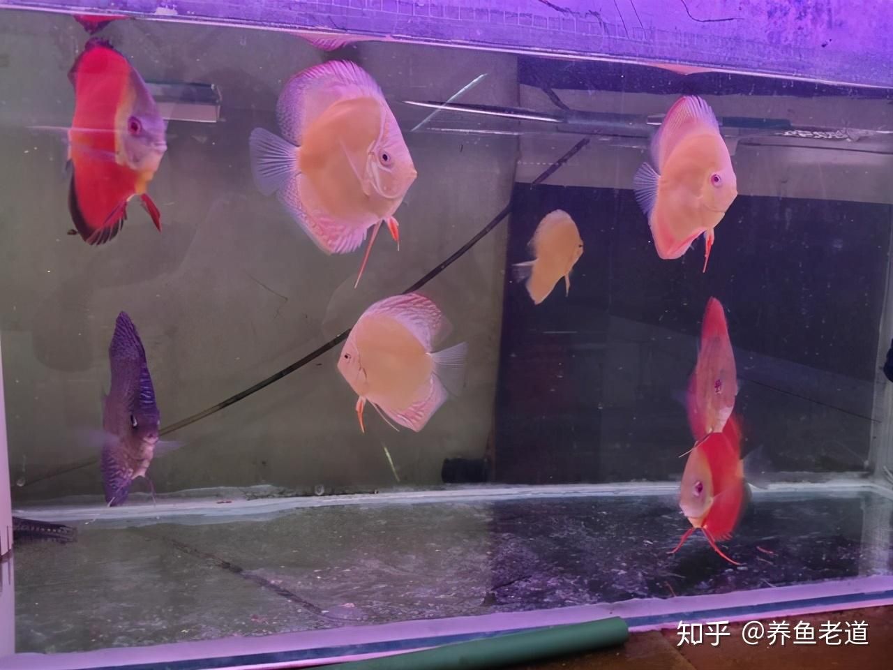 養龍魚養單還是養雙：龍魚養單還是養雙，探尋背后的奧秘與抉擇
