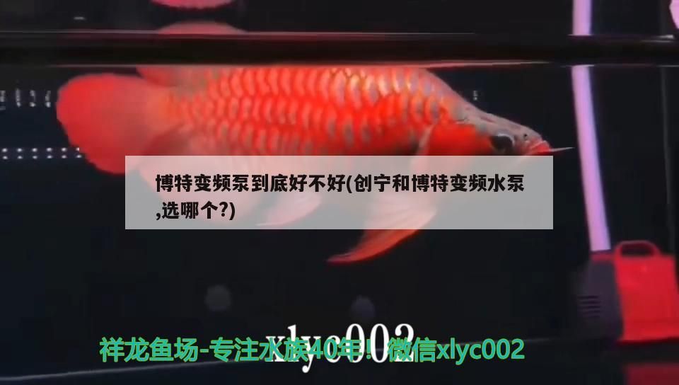 博特變頻泵到底好不好(創寧和博特變頻水泵,選哪個?)