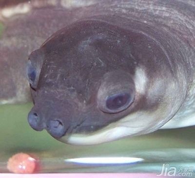 豬鼻龜兇不兇怎么判斷的：豬鼻龜如何區分公母