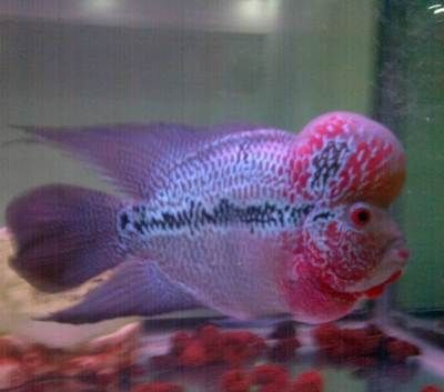 龍魚(yú)眼睛有白色絮狀物怎么回事兒：龍魚(yú)眼睛出現(xiàn)白色絮狀物之謎，探尋背后原因與解決方案