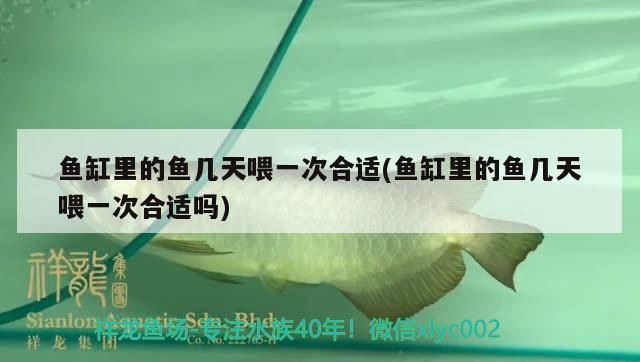 魚缸里的魚幾天喂一次合適(魚缸里的魚幾天喂一次合適嗎) 魚缸里的魚幾天喂一次合適(魚缸里的魚幾天喂一次合適嗎) iwish愛唯希品牌魚缸