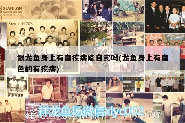 銀龍魚身上有白疙瘩能自愈嗎(龍魚身上有白色的有疙瘩) 銀龍魚身上有白疙瘩能自愈嗎(龍魚身上有白色的有疙瘩) 銀龍魚百科