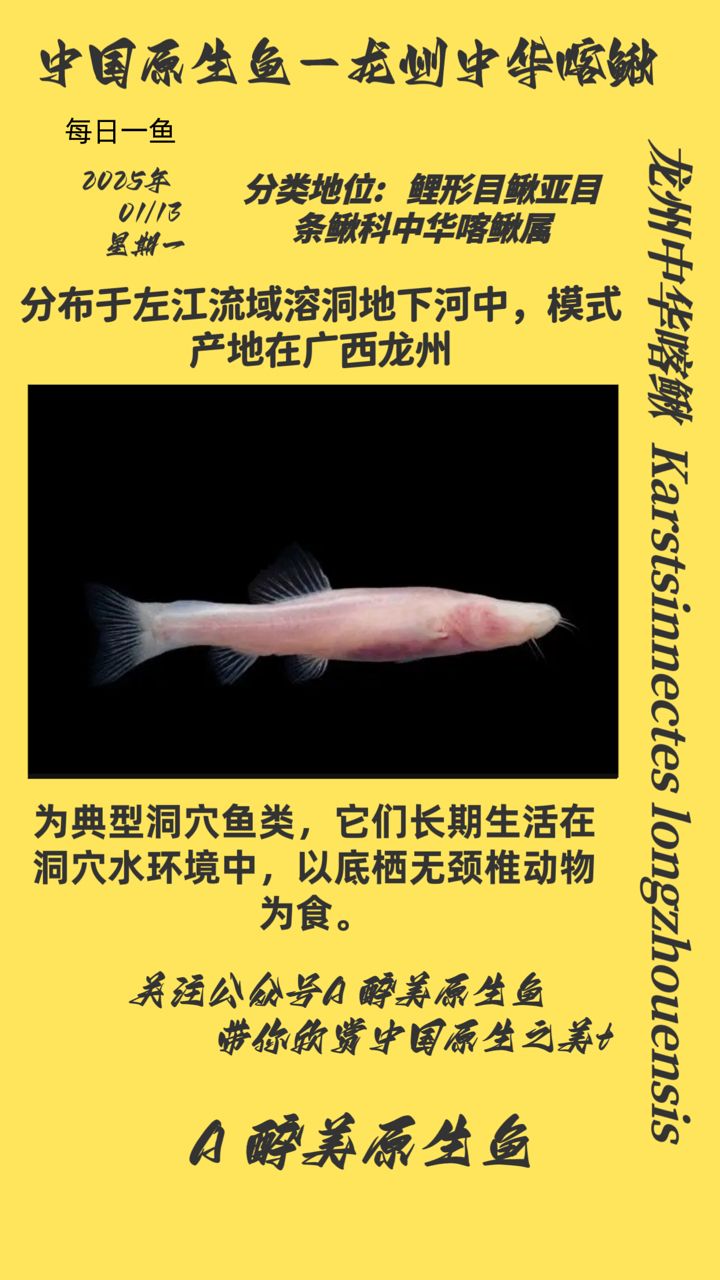 龍州中華喀鰍