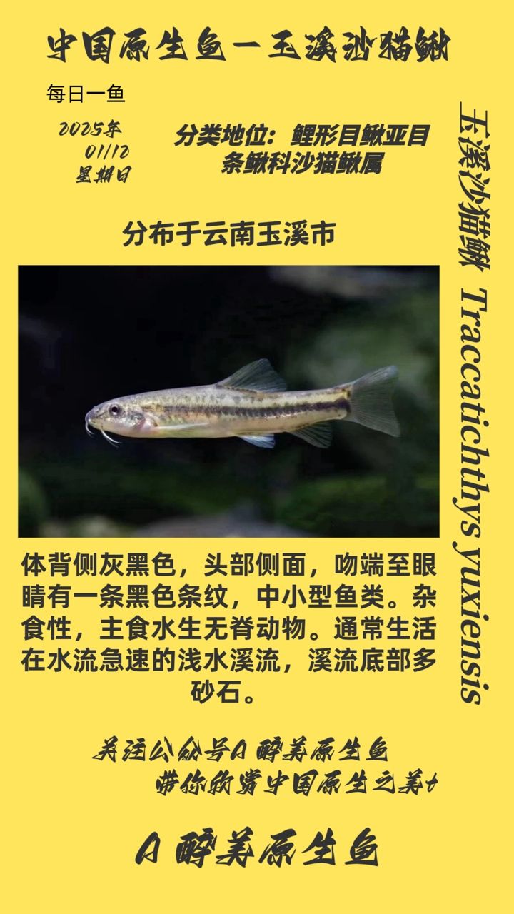 <strong><mark>玉溪</mark></strong>沙貓鰍