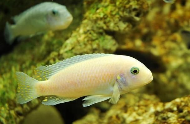 龍魚眼睛有白點怎么個回事啊圖片大全圖解：龍魚眼睛有白點之謎，探尋背后原因與應對之策