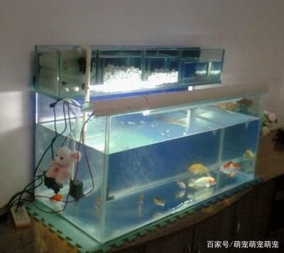 養魟魚需要多大的魚缸合適：養魟魚需要多大魚缸合適