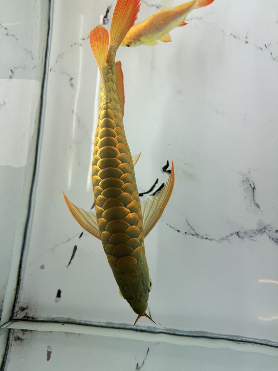 180天挑戰(zhàn) 180天挑戰(zhàn) 龍魚論壇 第1張