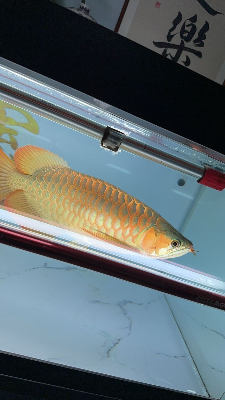 180天挑戰(zhàn) 180天挑戰(zhàn) 龍魚論壇 第2張