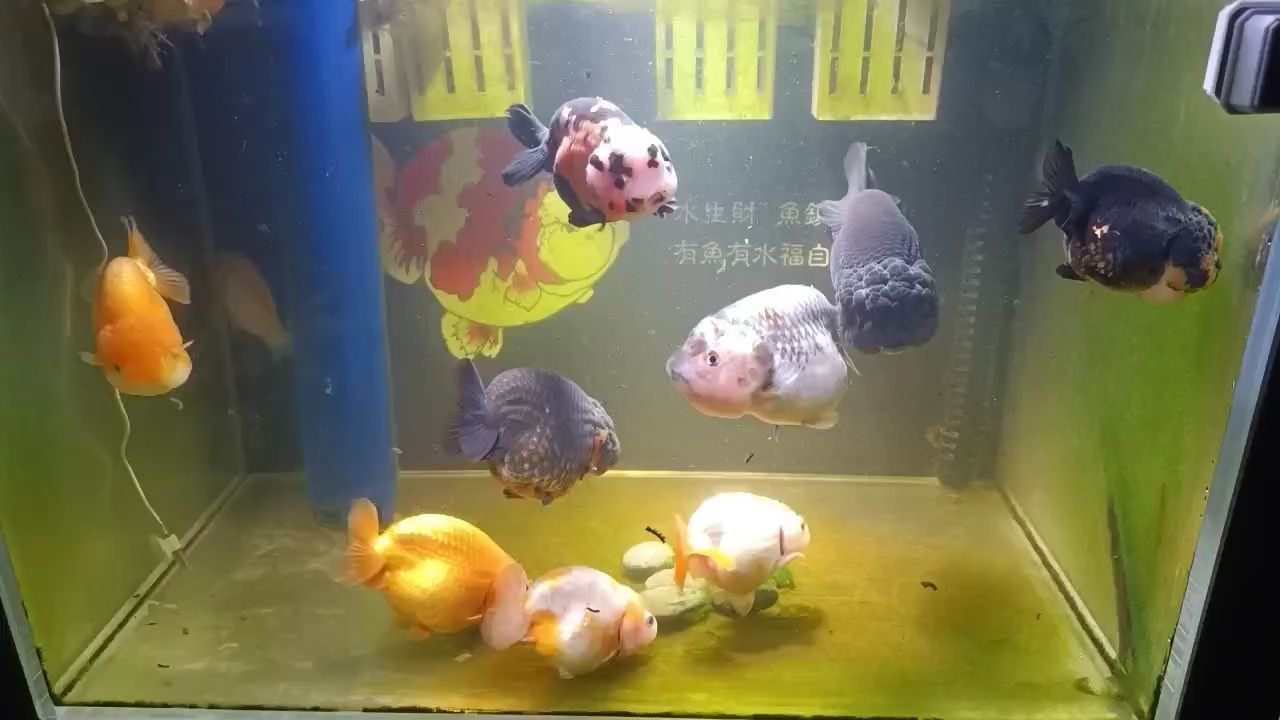 年前可以鋪上地毯