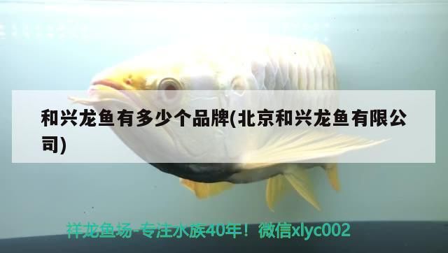 和興龍魚有多少個品牌(北京和興龍魚有限公司) 和興龍魚有多少個品牌(北京和興龍魚有限公司) 和興紅龍