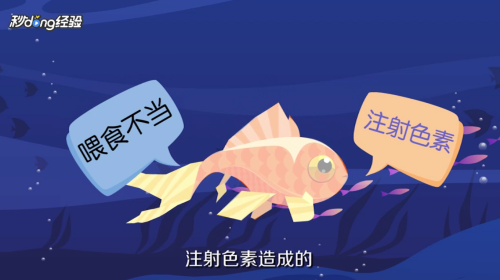 龍魚眼睛紅了怎么回事兒：龍魚眼睛紅了怎么回事？探秘水中貴族的健康密碼
