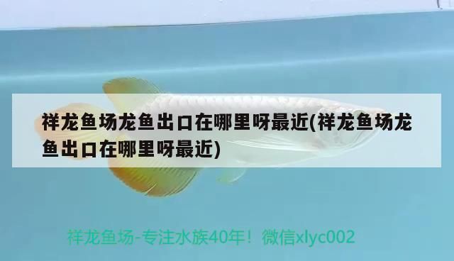 祥龍魚場龍魚出口在哪里呀最近(祥龍魚場龍魚出口在哪里呀最近)