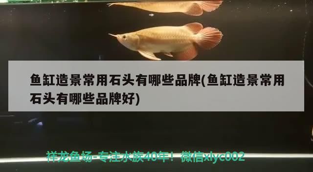 魚缸造景常用石頭有哪些品牌(魚缸造景常用石頭有哪些品牌好)