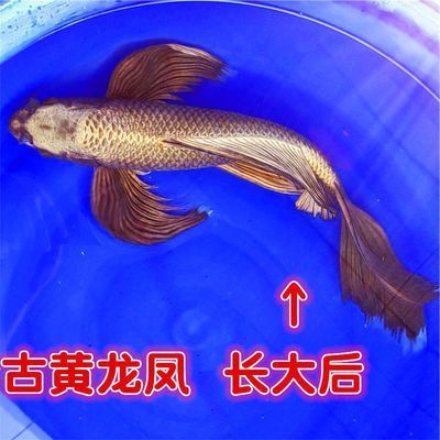 龍魚需要多少度的水溫喂食呢：龍魚飼養(yǎng)之水溫與喂食的奧秘
