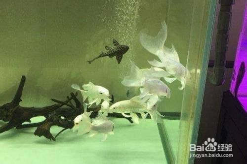 普直蝴蝶鯉苗最簡單三個步驟（養殖普通蝴蝶鯉魚苗的最簡單三個步驟，新手快速上手）