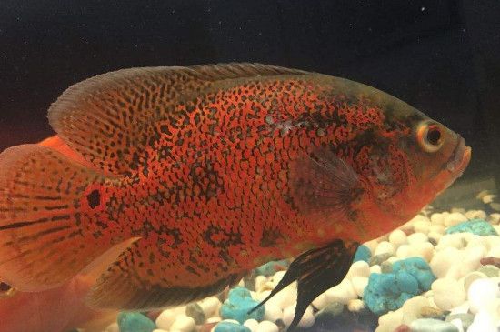 龍魚兇不兇魚死了：探秘龍魚，揭開兇不兇的神秘面紗