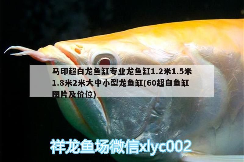 馬印超白龍魚缸專業龍魚缸1.2米1.5米1.8米2米大中小型龍魚缸(60超白魚缸圖片及價位)