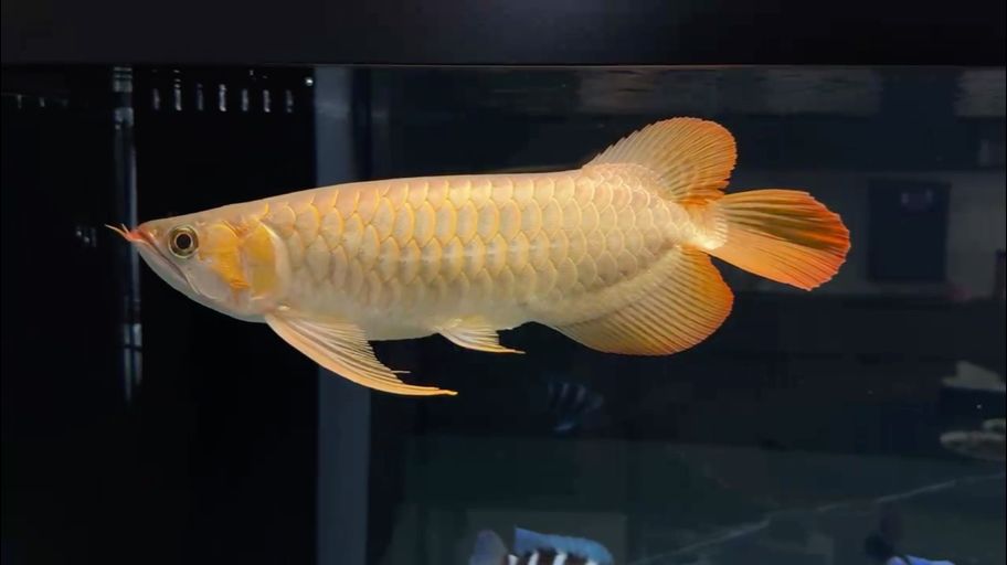 魚缸過濾器選購指南:自制魚缸過濾器魚缸上置過濾器對于養魚愛好者的必備知識 2025-1-13 龍魚論壇 2025-1-13 2025-1-13 龍魚論壇