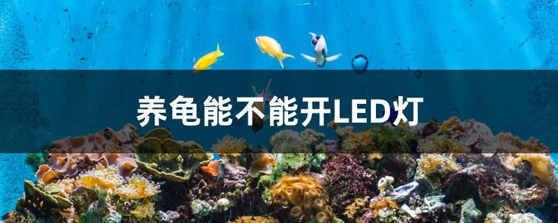 給大魚缸換水的作文:體驗給大魚缸換水的樂趣:體驗給大魚缸換水:給大魚缸換水的作文 養龜能不能開LED燈 元寶鳳凰魚百科 養龜能不能開LED燈 養龜能不能開LED燈 元寶鳳凰魚百科