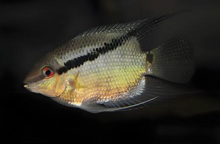 龍魚小時候是青色的嗎圖片：探秘龍魚幼年，青色謎團與成長綺夢