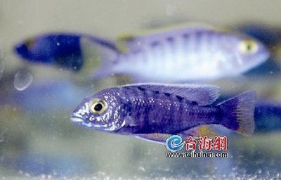 龍魚小時候能吃魚糧嗎視頻：龍魚幼崽的膳食謎團，魚糧何去何從？