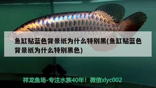 魚缸過濾器選購指南:自制魚缸過濾器魚缸上置過濾器對于養魚愛好者的必備知識 魚缸貼藍色背景紙為什么特別黑(魚缸貼藍色背景紙為什么特別黑色) 元寶鳳凰魚百科 魚缸貼藍色背景紙為什么特別黑(魚缸貼藍色背景紙為什么特別黑色) 魚缸貼藍色背景紙為什么特別黑(魚缸貼藍色背景紙為什么特別黑色) 元寶鳳凰魚百科
