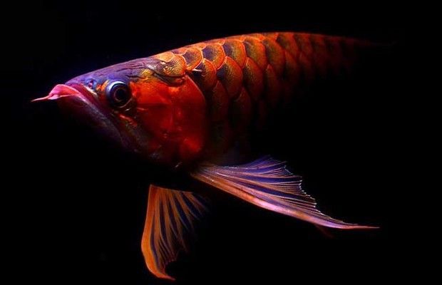 紅龍魚用黑色背景還是白色背景好：紅龍魚使用黑色背景還是白色背景哪個(gè)更好